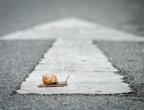 Slak welk een weg oversteekt met een witte pijl Slak welk een weg oversteekt met een witte pijl